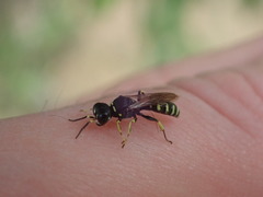 Ectemnius ruficornis