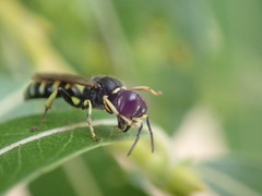 Ectemnius ruficornis