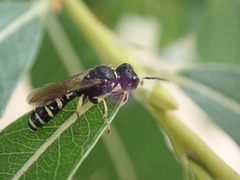 Ectemnius ruficornis