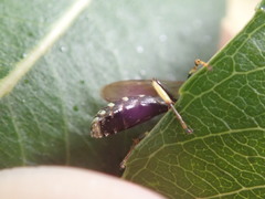 Ectemnius ruficornis