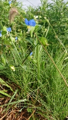 Commelina communis