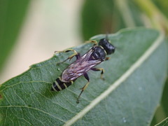 Ectemnius ruficornis