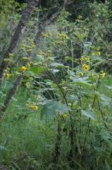 Smallanthus maculatus