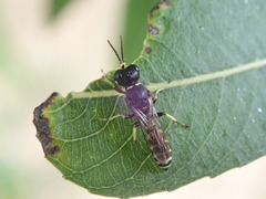 Ectemnius ruficornis
