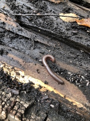 Narceus americanus
