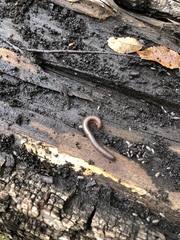 Narceus americanus