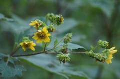 Smallanthus maculatus