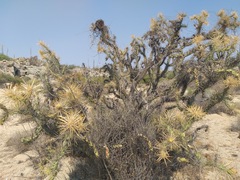 Cylindropuntia molesta molesta