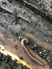 Narceus americanus
