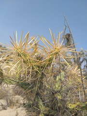 Cylindropuntia molesta molesta