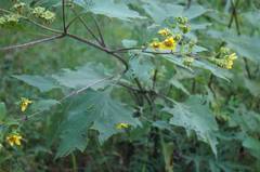 Smallanthus maculatus