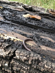 Narceus americanus