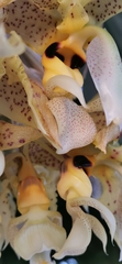 Stanhopea