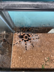 Brachypelma hamorii