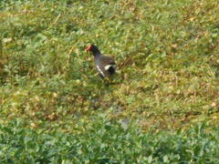 Gallinula galeata