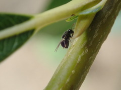 Perilampidae