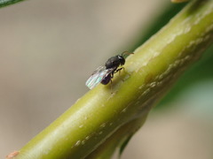 Perilampidae