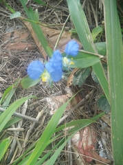 Commelina erecta