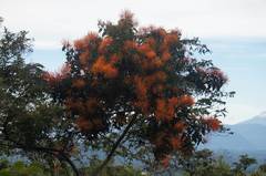 Psittacanthus schiedeanus