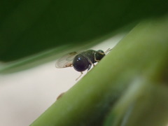 Perilampidae