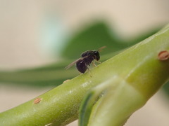 Perilampidae