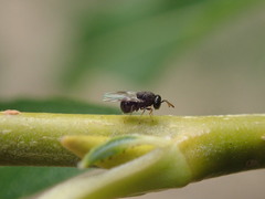 Perilampidae