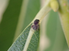 Perilampidae