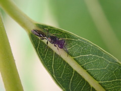 Passaloecus