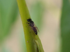 Passaloecus