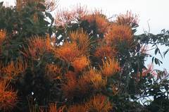 Psittacanthus schiedeanus