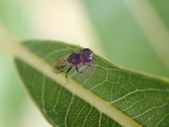 Passaloecus
