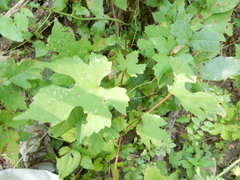 Vitis palmata