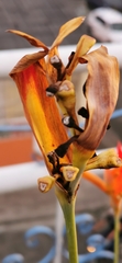 Heliconia psittacorum