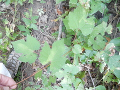 Vitis palmata