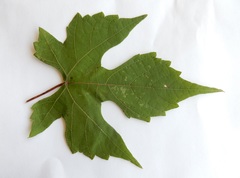 Vitis palmata