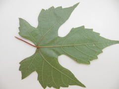 Vitis palmata