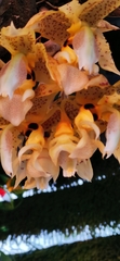 Stanhopea