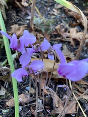 Cyclamen