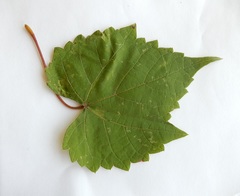 Vitis palmata