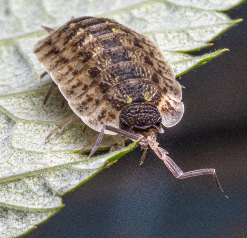 Brickwork Woodlouse