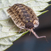 Brickwork Woodlouse - Photo (c) prairieboytrent, some rights reserved (CC BY-NC)