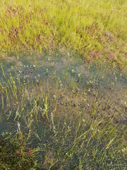 Schoenoplectus subterminalis