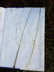 Schoenoplectus subterminalis