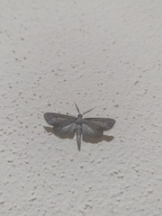 Glaucina erroraria
