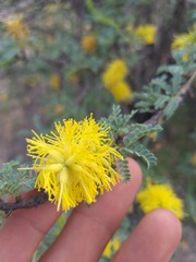 Prosopis palmeri