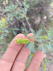 Prosopis palmeri