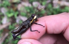 Kyphiacris andeana
