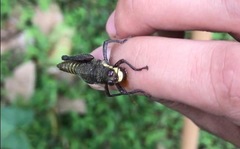Kyphiacris andeana