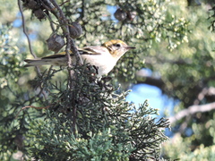 Peucedramus taeniatus