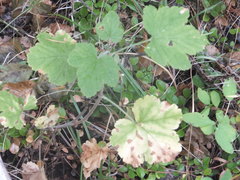 Ribes viscosissimum